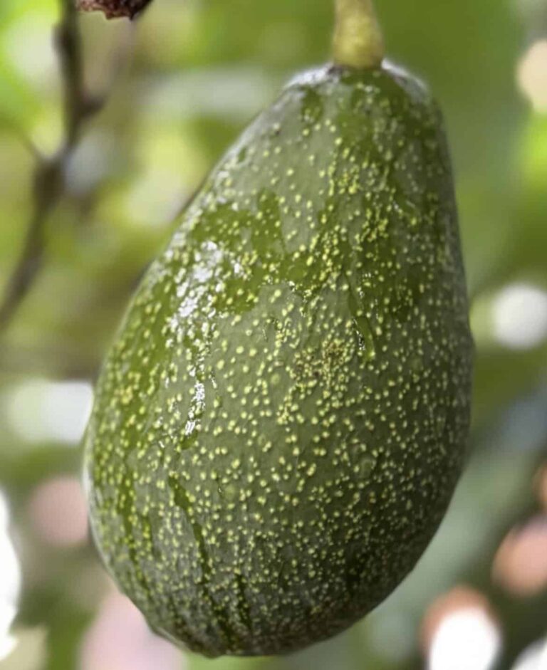 avocado fuerte fruit ig grossmanavocados 01